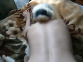 El perrito 2