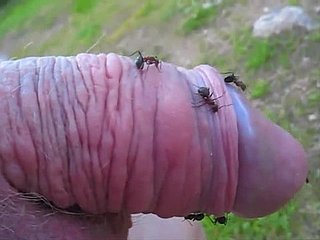 変な男は蟻の丘に彼の小さなコックをつつくと、それを楽しんでいます
